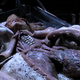 Illustration for article titled On the Vampire Autopsy, And Why A Story May Suffer For It
